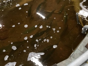 IMG_0344.JPEG